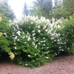 Orgován obyčajný (Syringa vulgaris) ´AGNES SMITH´ - výška 30-50 cm, kont. C5L